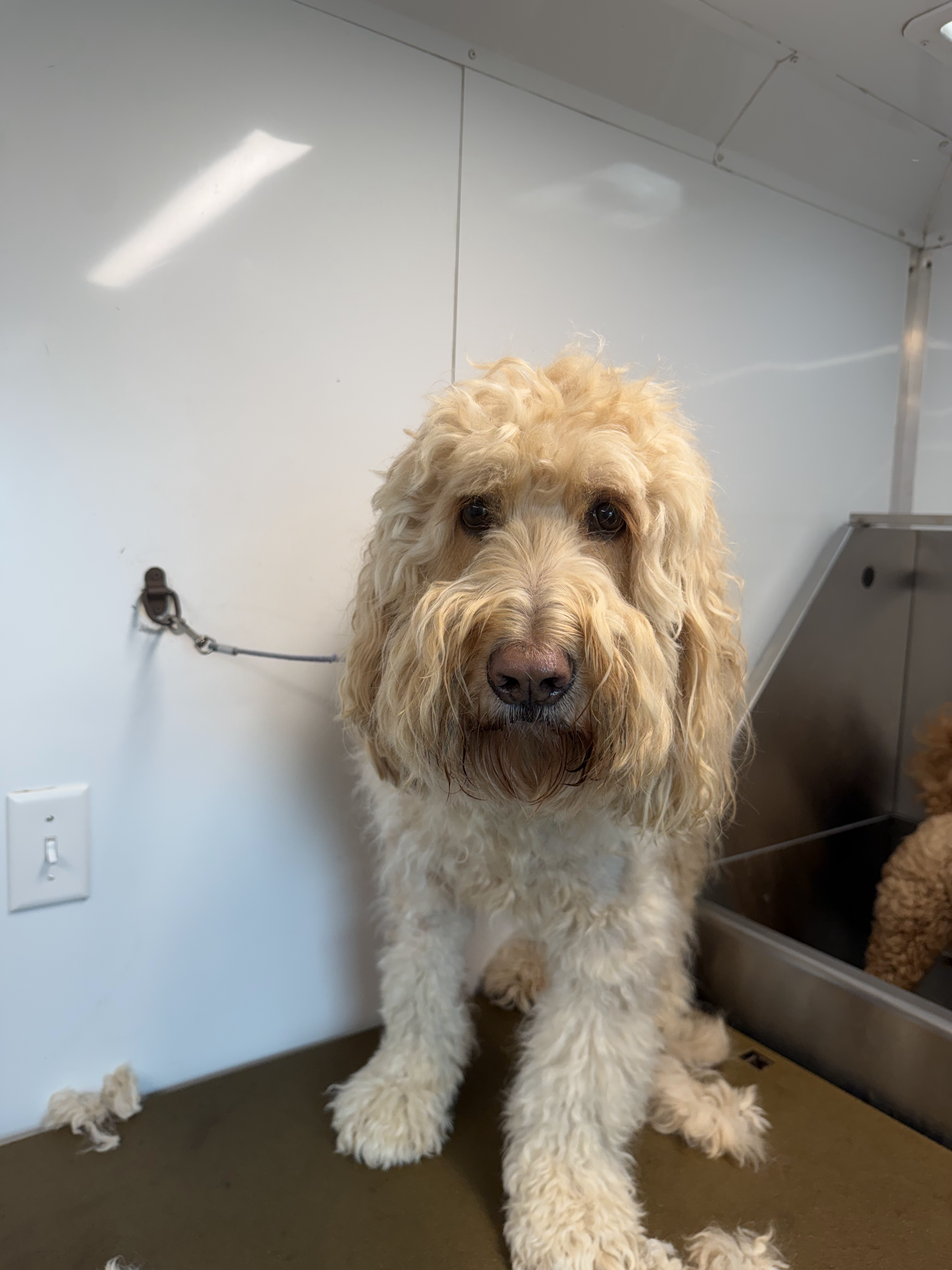 Before grooming